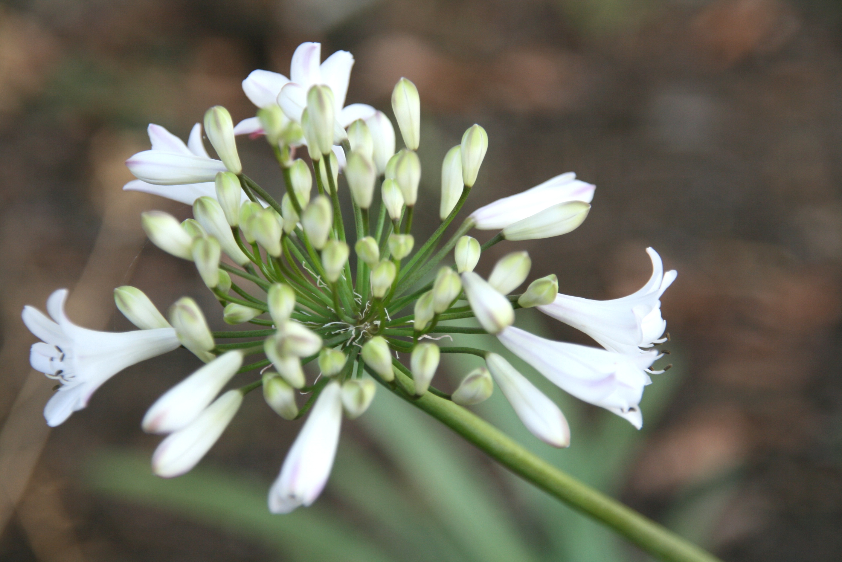 AGAPANTHUS Glacier Stream