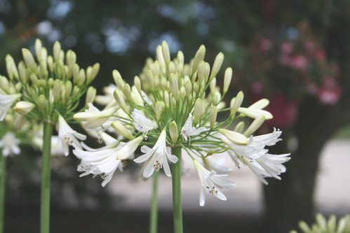 AGAPANTHUS Vallée Blanche