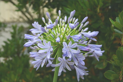 AGAPANTHUS Vallée du Cap