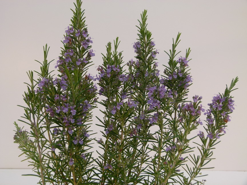 ROSMARINUS officinalis Erectus