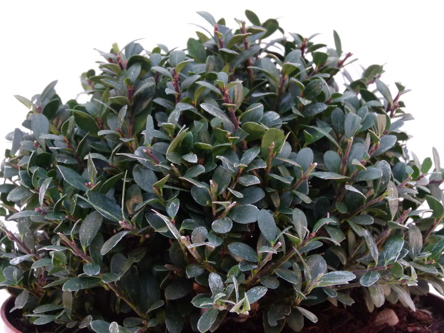 ILEX crenata Dark Green ®