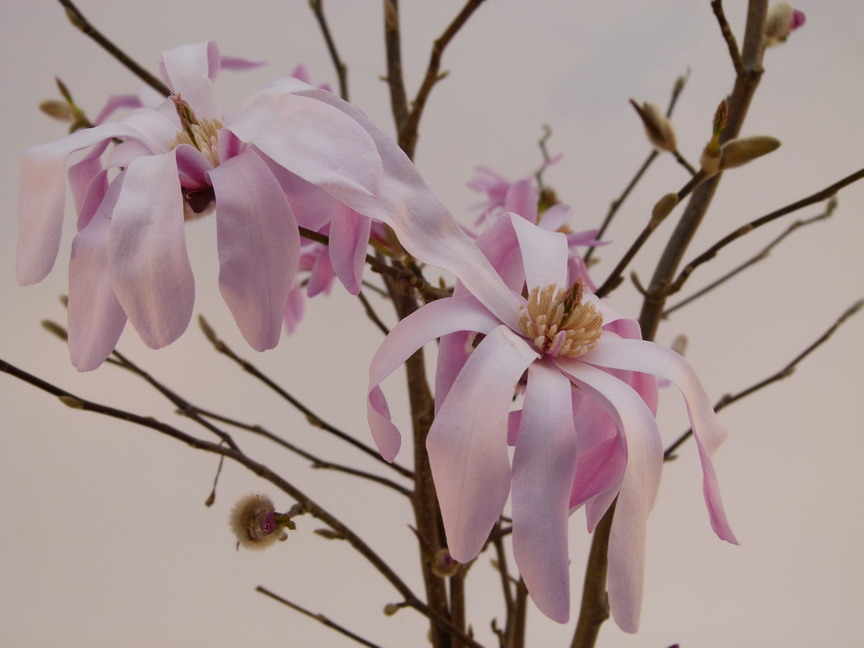 MAGNOLIA stellata Royal Star