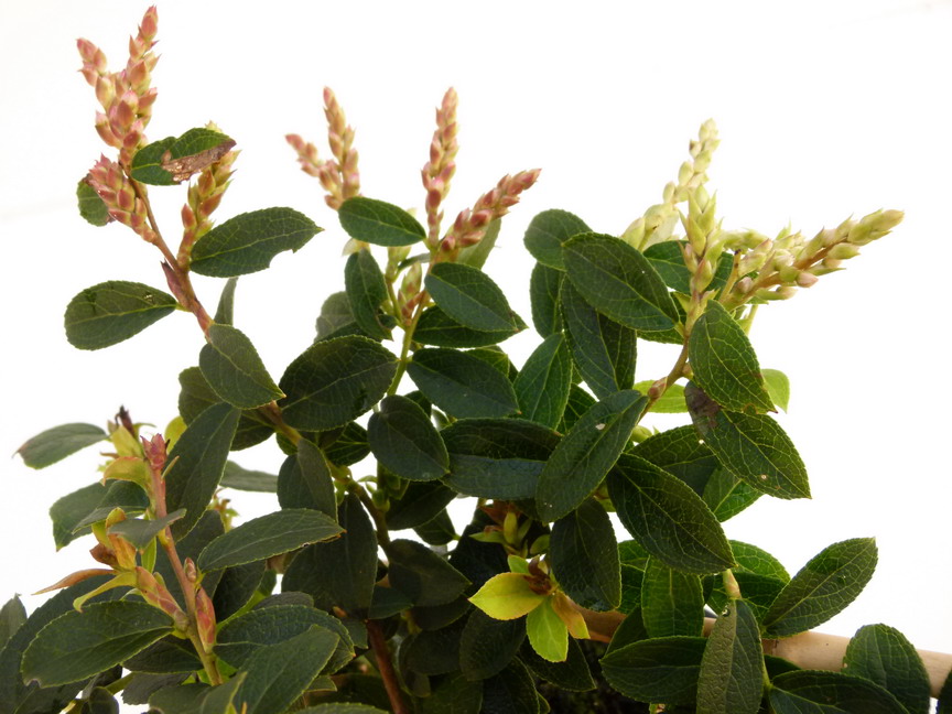 GAULTHERIA eriophylla