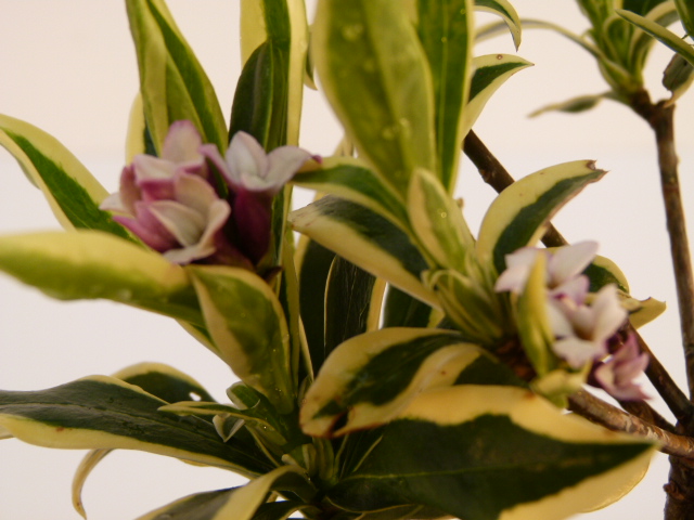 DAPHNE odora Rebecca ®