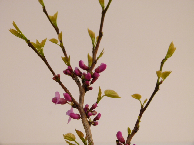 CERCIS chinensis Avondale : floraison de printemps. Nº4543
