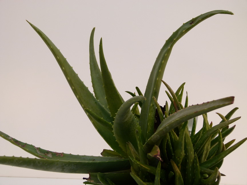 ALOE vera