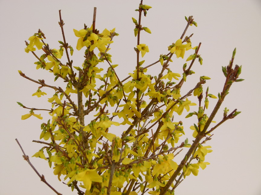 FORSYTHIA x.intermedia Week-End ®