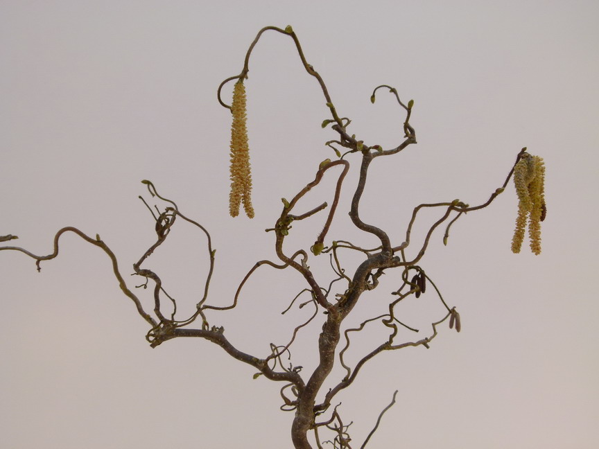 CORYLUS avellana Contorta