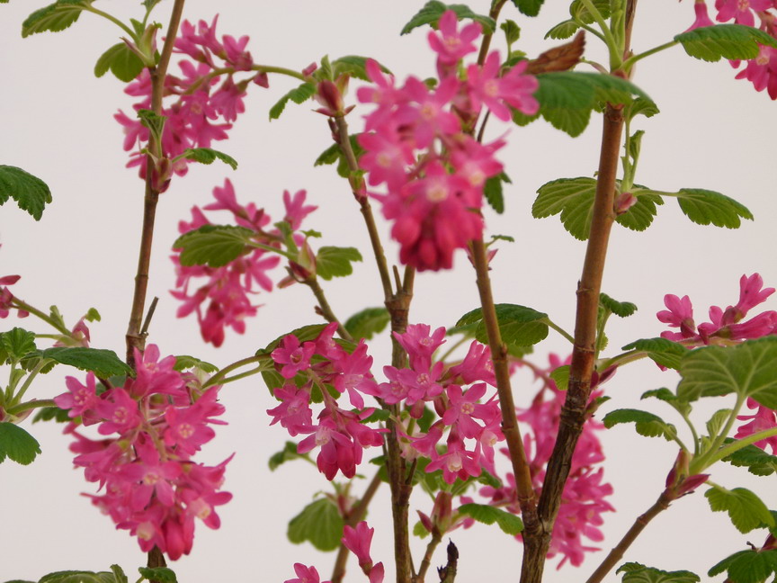 RIBES sanguineum Koja