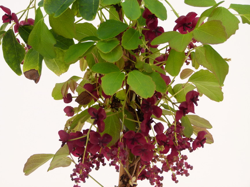 AKEBIA quinata