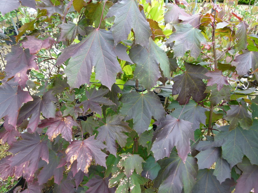 ACER platanoïdes Crimson King