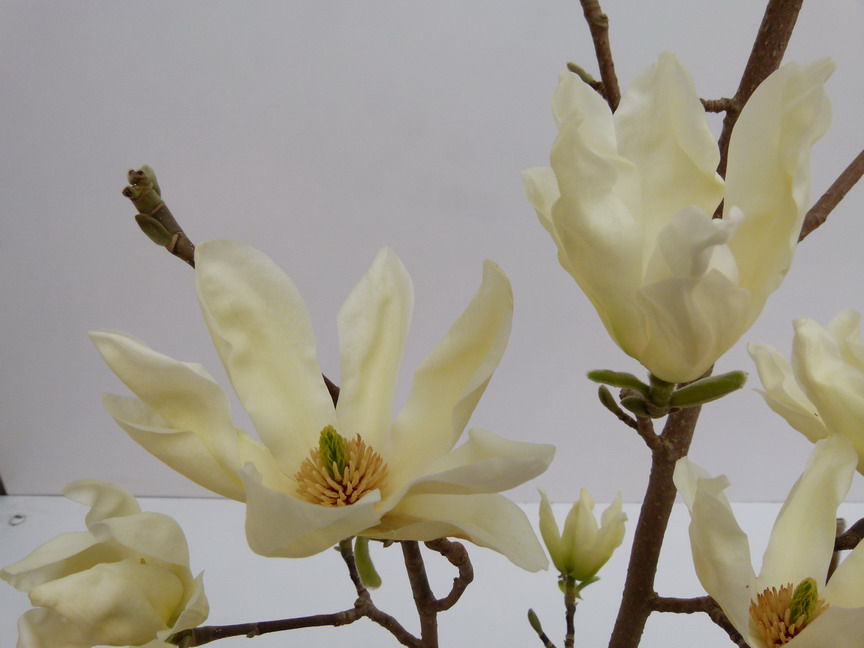 MAGNOLIA acuminata Elizabeth