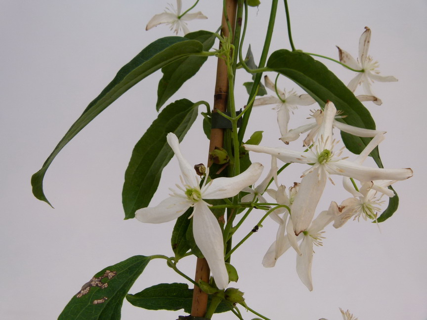 CLEMATIS armandii Snow Drift
