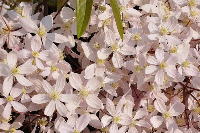 CLEMATIS armandii Apple Blossom