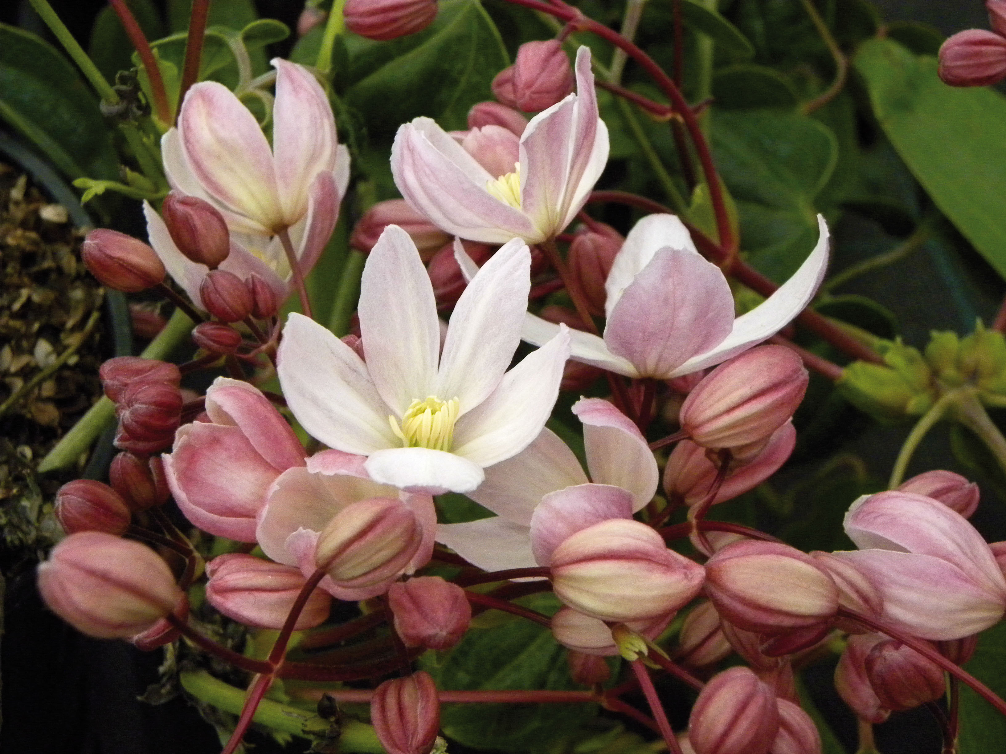 CLEMATIS armandii Hundersonii Rubra