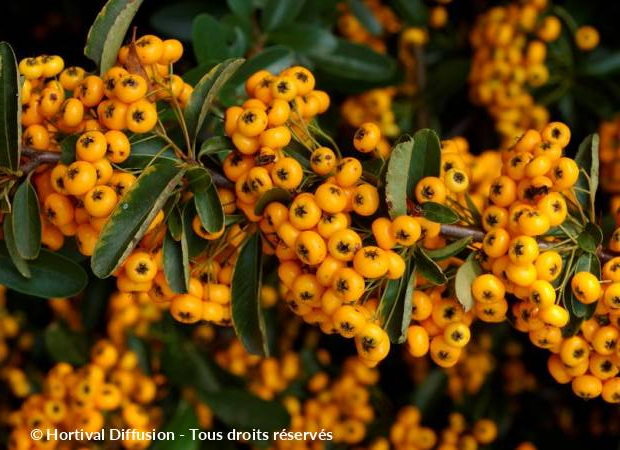 PYRACANTHA Saphyr Jaune ®