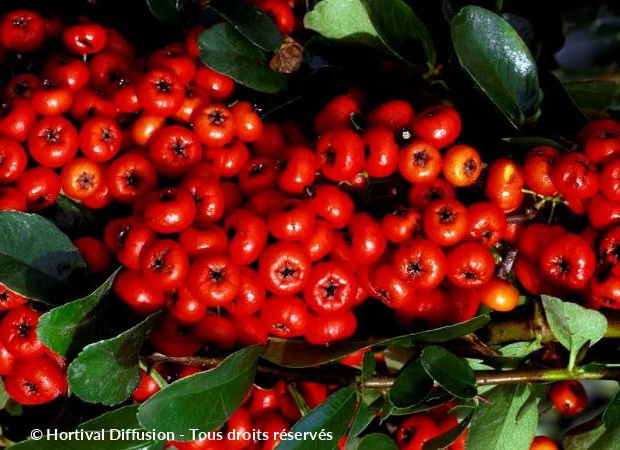 PYRACANTHA Saphyr Rouge ®