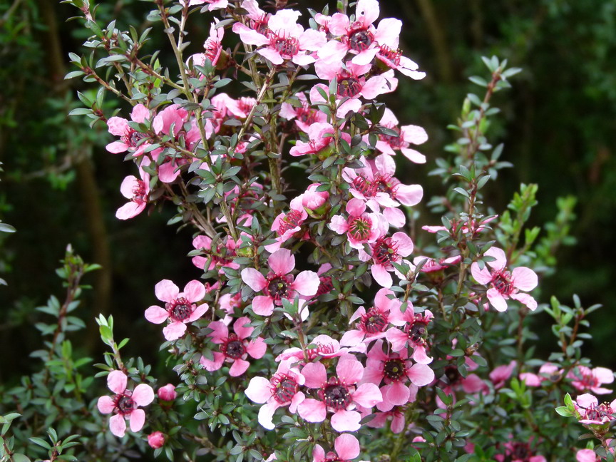 LEPTOSPERMUM scoparium Nicholsi