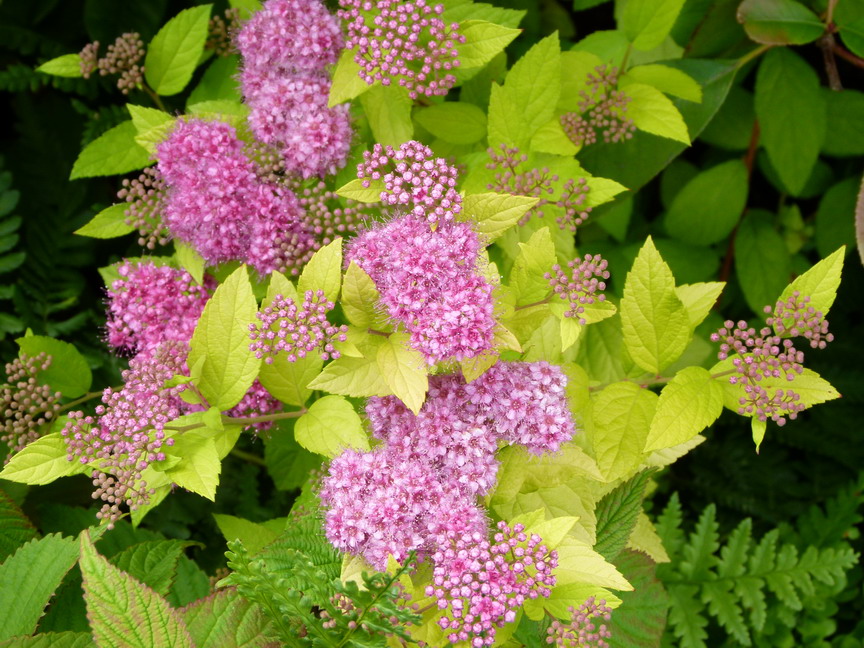 spiraea