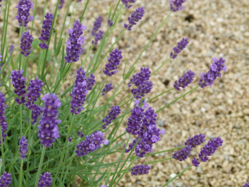 LAVANDULA angustifolia Twickel Purple Lavande de Provence Twickel