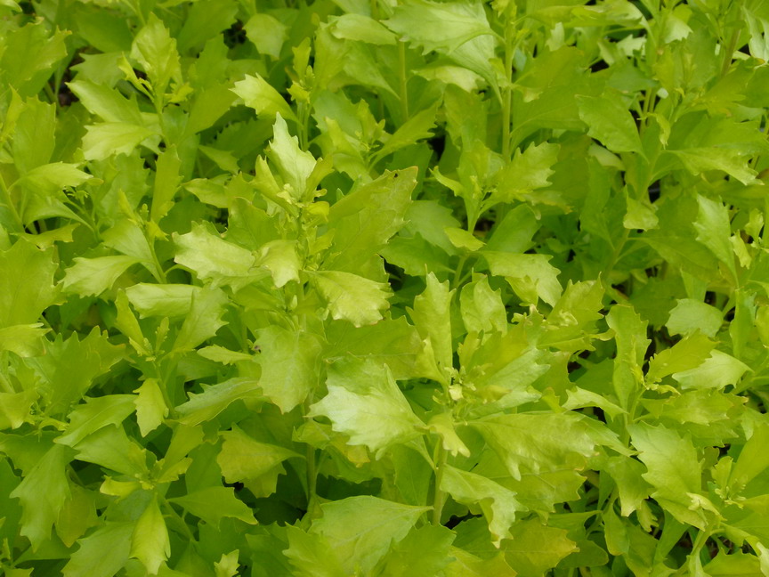 BACCHARIS halimifolia Baccador ®