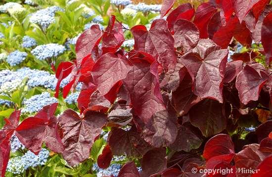 CERCIS canadensis Red Force ® : feuillage coloré de printemps. Crédit photo : Pépinières Minier à Angers (49). Nº4621