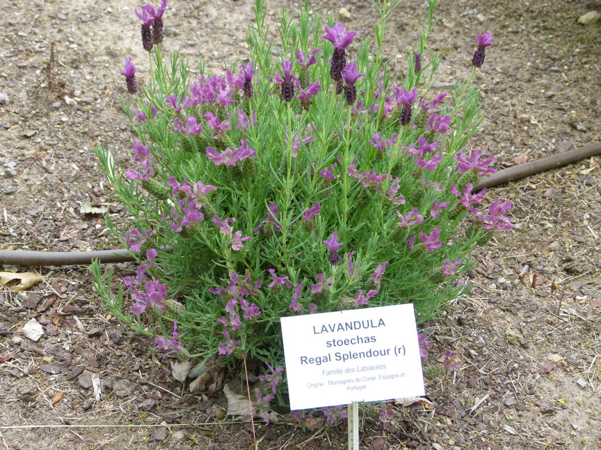 LAVANDULA stoechas Regal Splendour ®