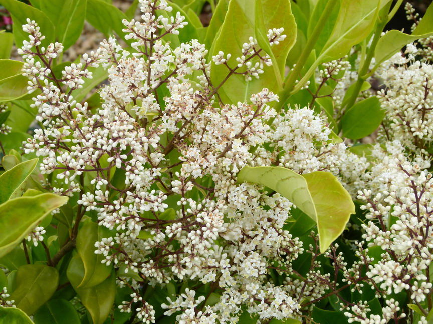 LIGUSTRUM japonicum Texanum : floraison de juin-juillet. Nº4635