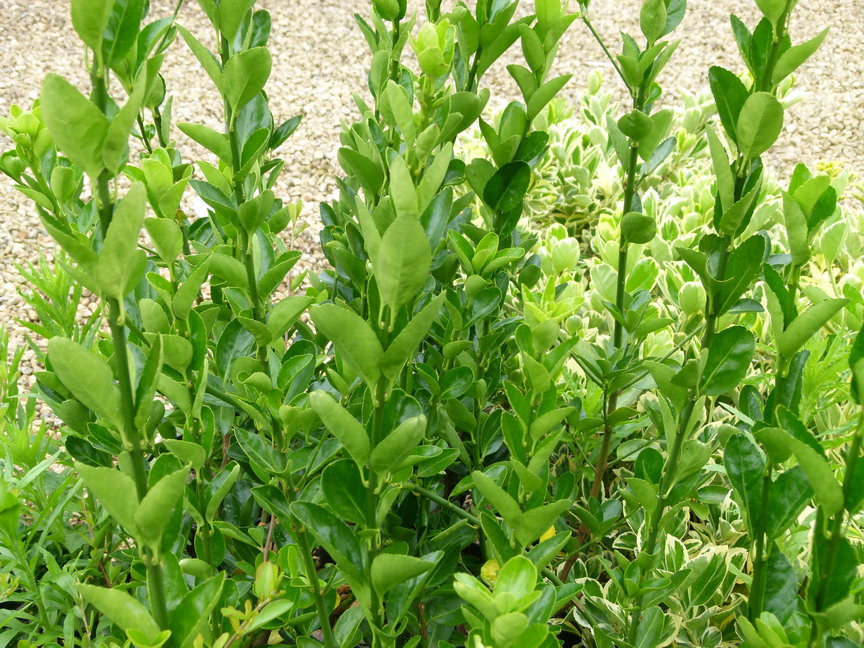 EUONYMUS japonicus