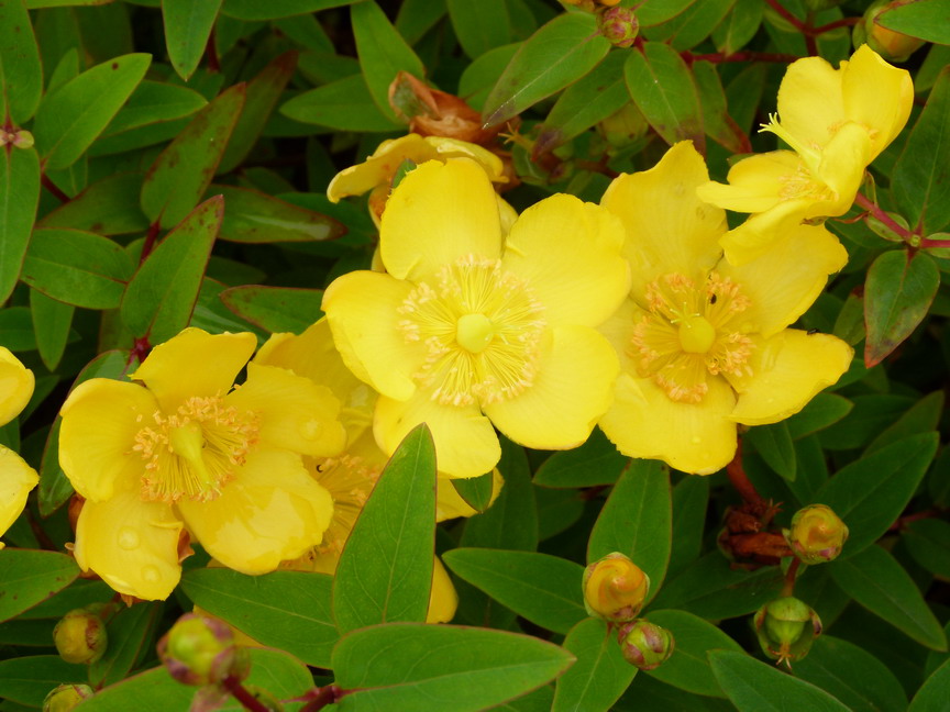 HYPERICUM patulum Hidcote : floraison estivale. Nº4646