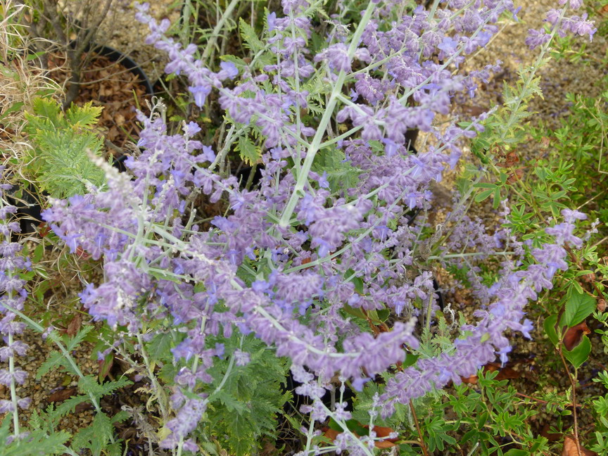 PEROVSKIA atriplicifolia Blue Spire