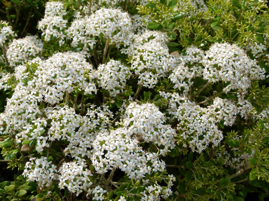 OLEARIA x.haastii : floraison estivale. Nº4661