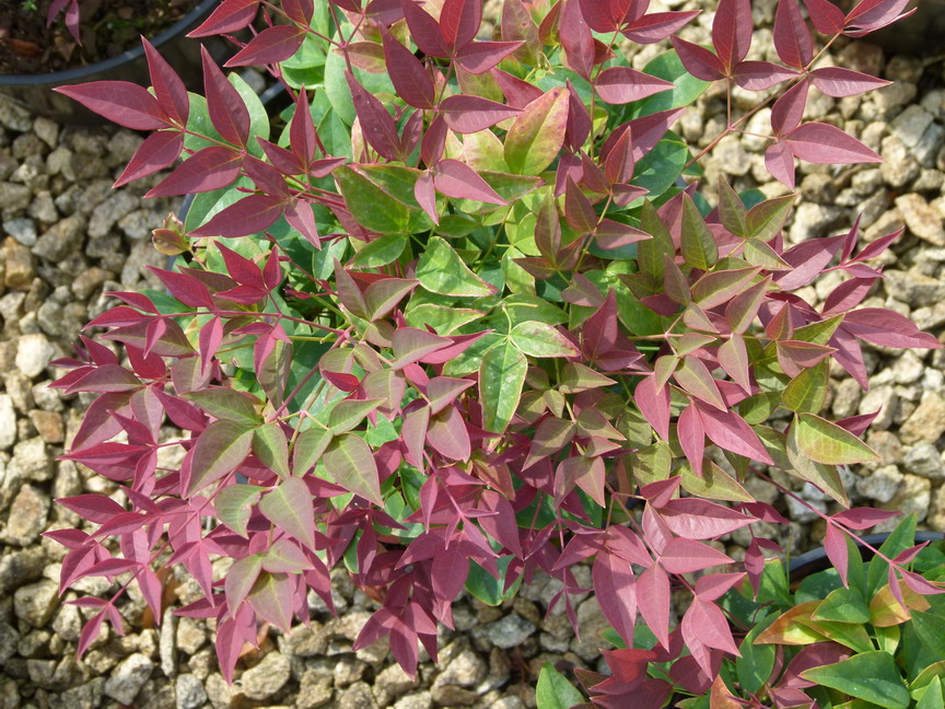 NANDINA domestica Obsessed Seika ®