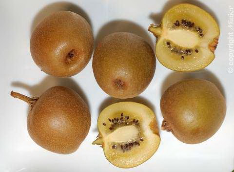 ACTINIDIA chinensis Minkigold ®