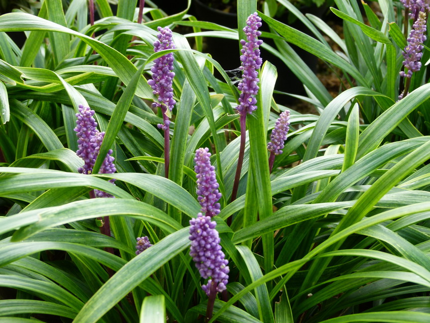 LIRIOPE muscari Variegata