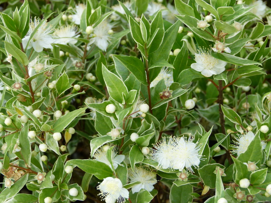 MYRTUS communis Variegata