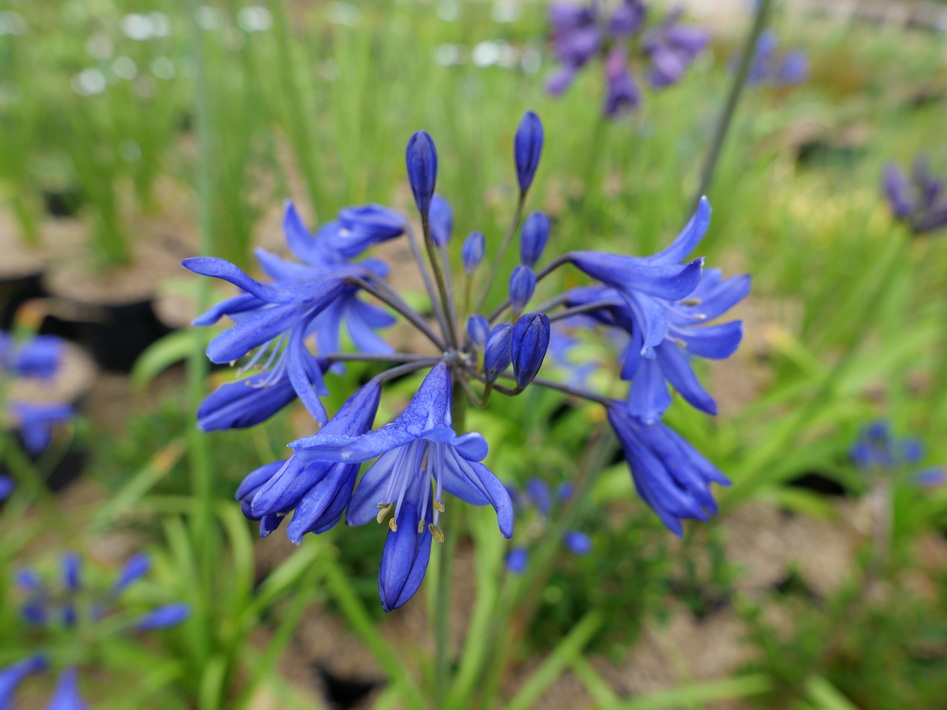 AGAPANTHUS Northern Star ®