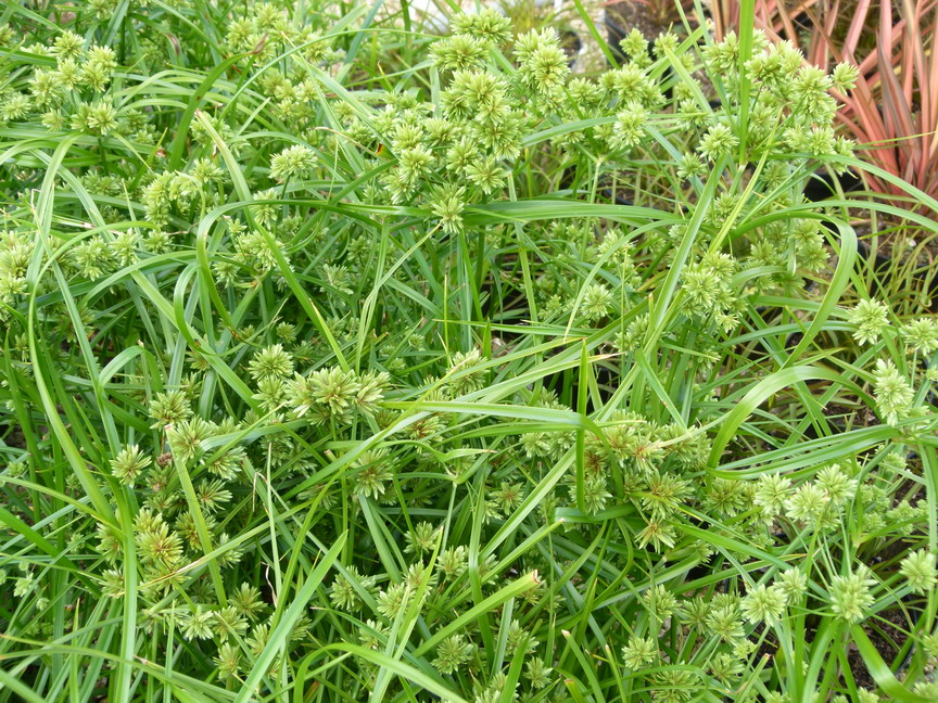 CYPERUS eragrostis