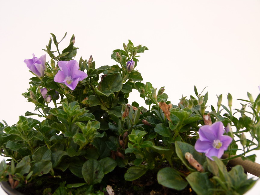 convolvulus-sabatius-compact-liseron-bleu-de-mauritanie-p-pini-re