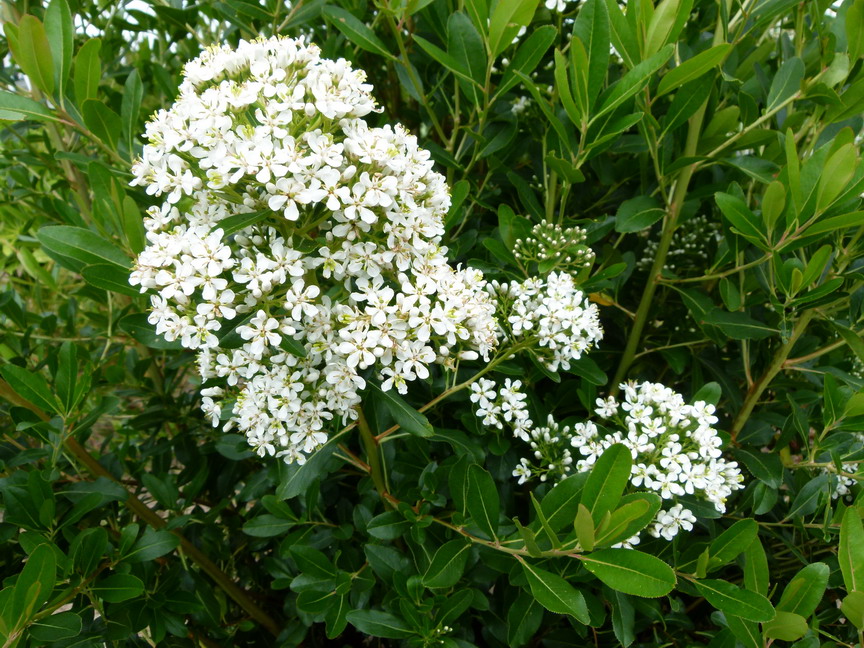 ESCALLONIA bifida