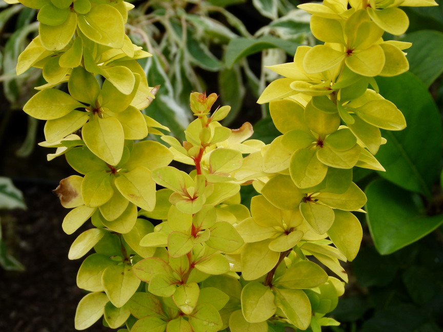 BERBERIS thunbergii Maria ®