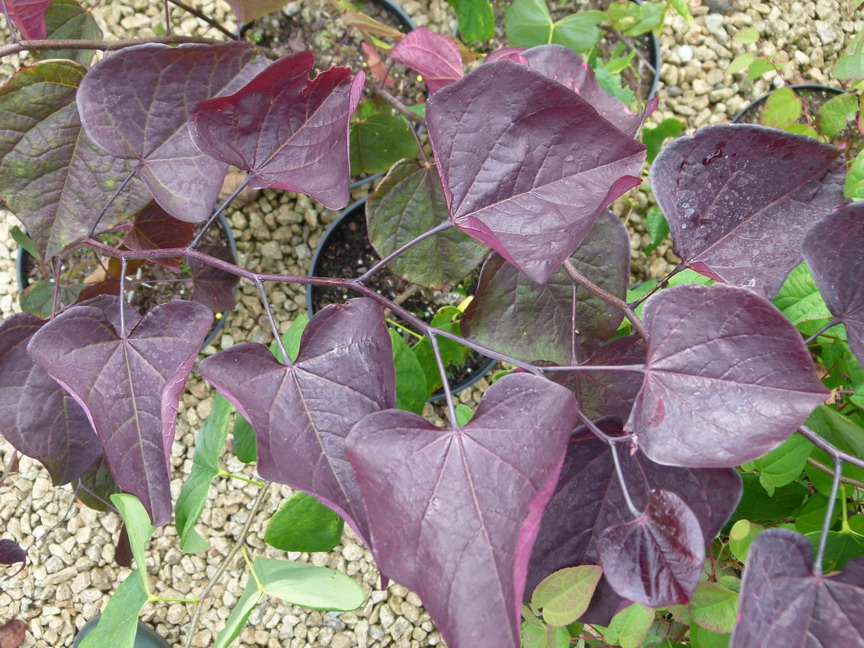 CERCIS canadensis Red Force ® : feuillage estival. Nº4701
