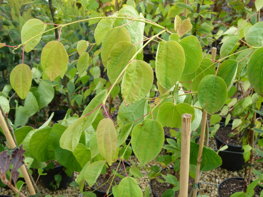 CERCIDIPHYLLUM japonicum Pendulum