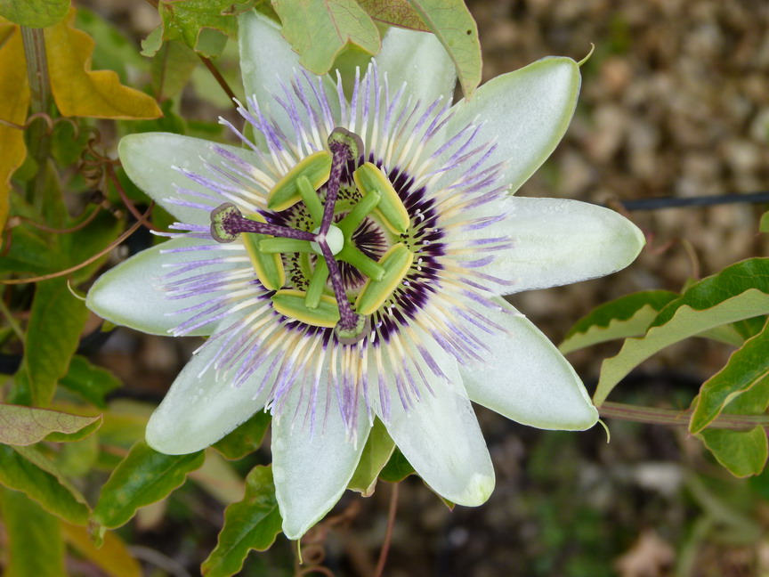 PASSIFLORA caerulea