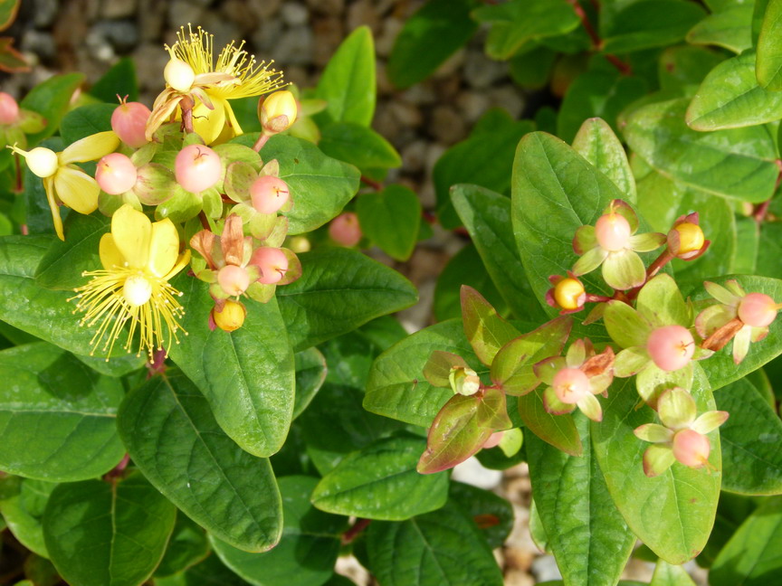 HYPERICUM x.inodorum Magical Beauty ®