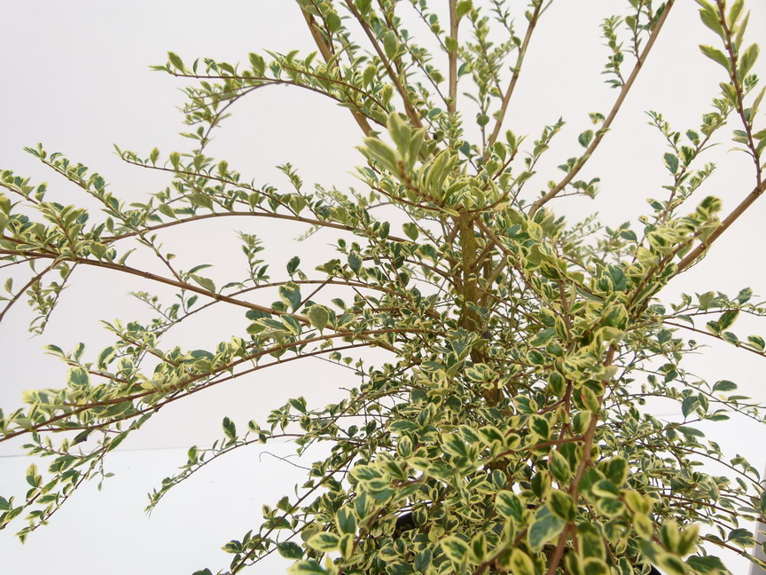 AZARA microphylla Variegata : feuillage estival bien panaché. Nº4750