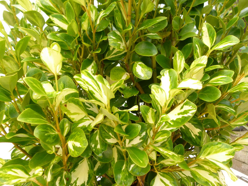 GRISELINIA littoralis Bantry Bay