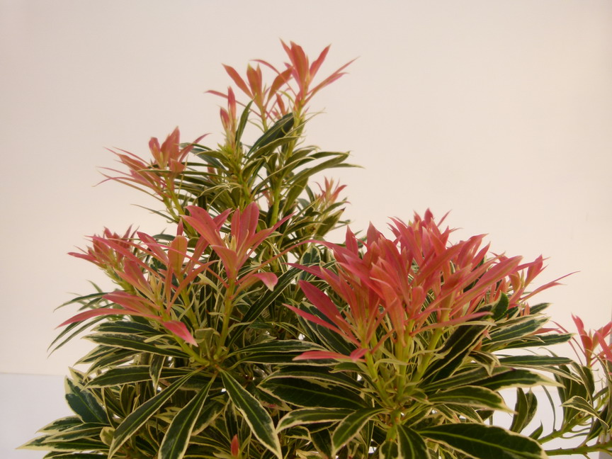 PIERIS japonica Flaming Silver : jeunes pousses rouges. Nº4768