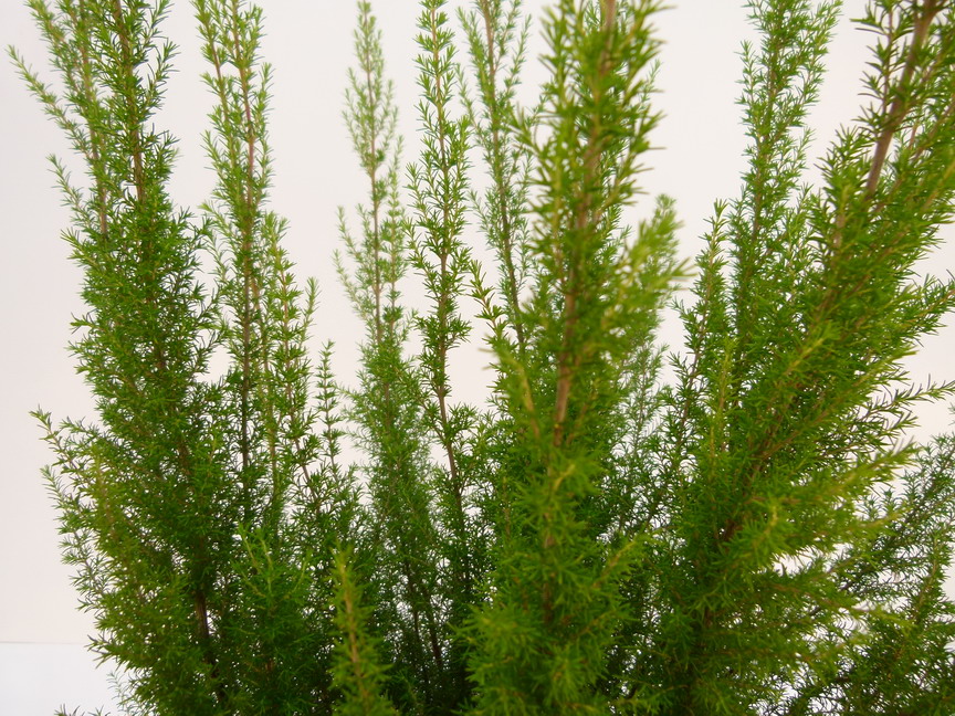 ERICA x.veitchii Pink Joy