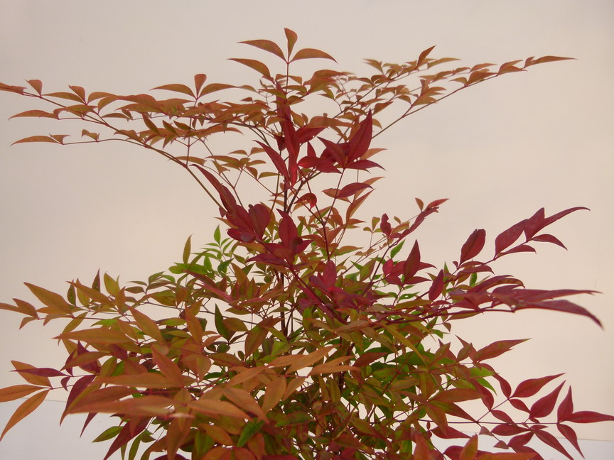 NANDINA domestica